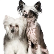 Hairless Chinese Crested