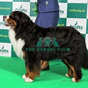 Bernese Mountain Dog