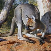 Giant Short Faced Kangaroo