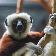 Coquerel's Sifaka
