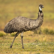 Common Emu