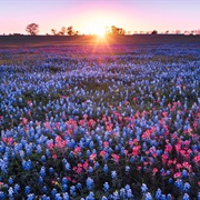 See the Texas Wildflowers