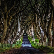 The Dark Hedges, Northern Ireland, UK