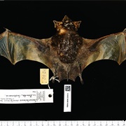 Bare-Rumped Sheath-Tailed Bat