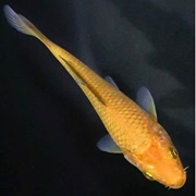 Chagoi Koi