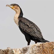 White-Breasted Cormorant