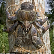Coconut Crab