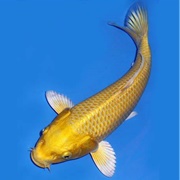 Yamabuki (Gold) Ogon Koi