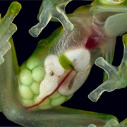 Glass Frog