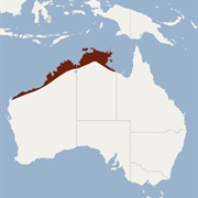 Arnhem Long-Eared Bat