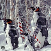 Penguin Commandos