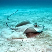 Southern Stingray
