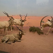 Libyan Desert Diorama