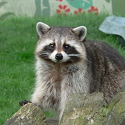 Northern Raccoon