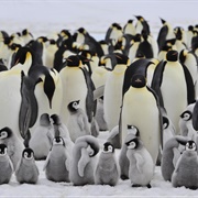 Emperor Penguin March