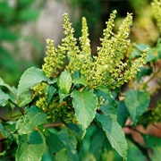 Clove Basil (Ocimum Gratissimum)