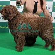 Spanish Water Dog