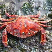 Rock Crabs