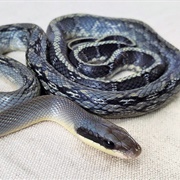 Vietnamese Blue Beauties