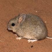 Plains Rat
