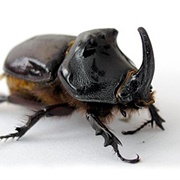 European Rhinoceros Beetle