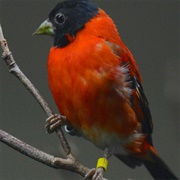 Red Siskin