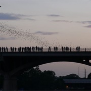 Congress Bridge Bats