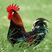 Rooster