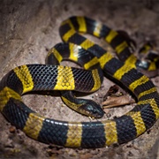 Banded Krait