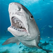 Tiger Shark