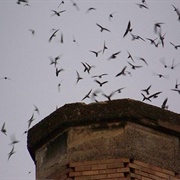 Vaux's Swifts at Chapman School