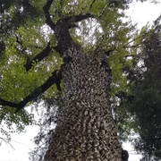 Ancient Cottonwood Trail