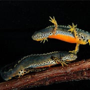 Alpine Newt