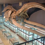 Museum Voor Dierkunde