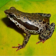 Pebas Stubfoot Toad