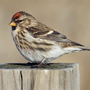 Redpoll