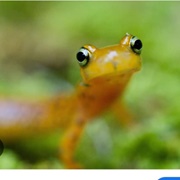 Brook Salamander