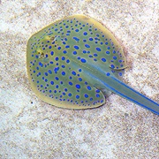 Blue Spotted Stingray