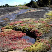 Forty Acre Rock Heritage Preserve
