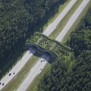 Banff Wildlife Crossings