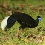 Malayan Crested Fireback