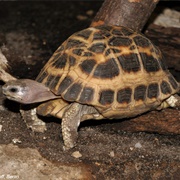 Pyxis Tortoise