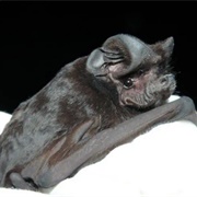White-Striped Free-Tailed Bat