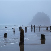 Neskowin Ghost Forest
