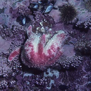 Polar Sea Star