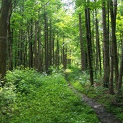 Finger Lakes National Forest, New York