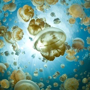 Jellyfish Lake, Palau
