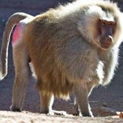 Sacred Baboon
