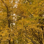 Ginkgo Grove Garden