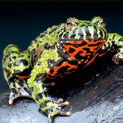 Fire-Bellied Toad